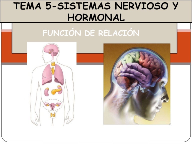 Organos componentes del sistema endocrino